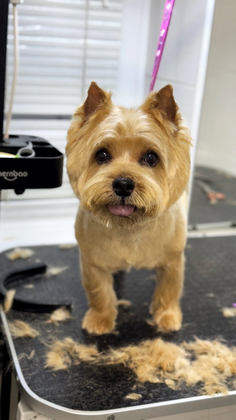 Норвіч тер'єр після стрижки має округлу голову та коротку бороду