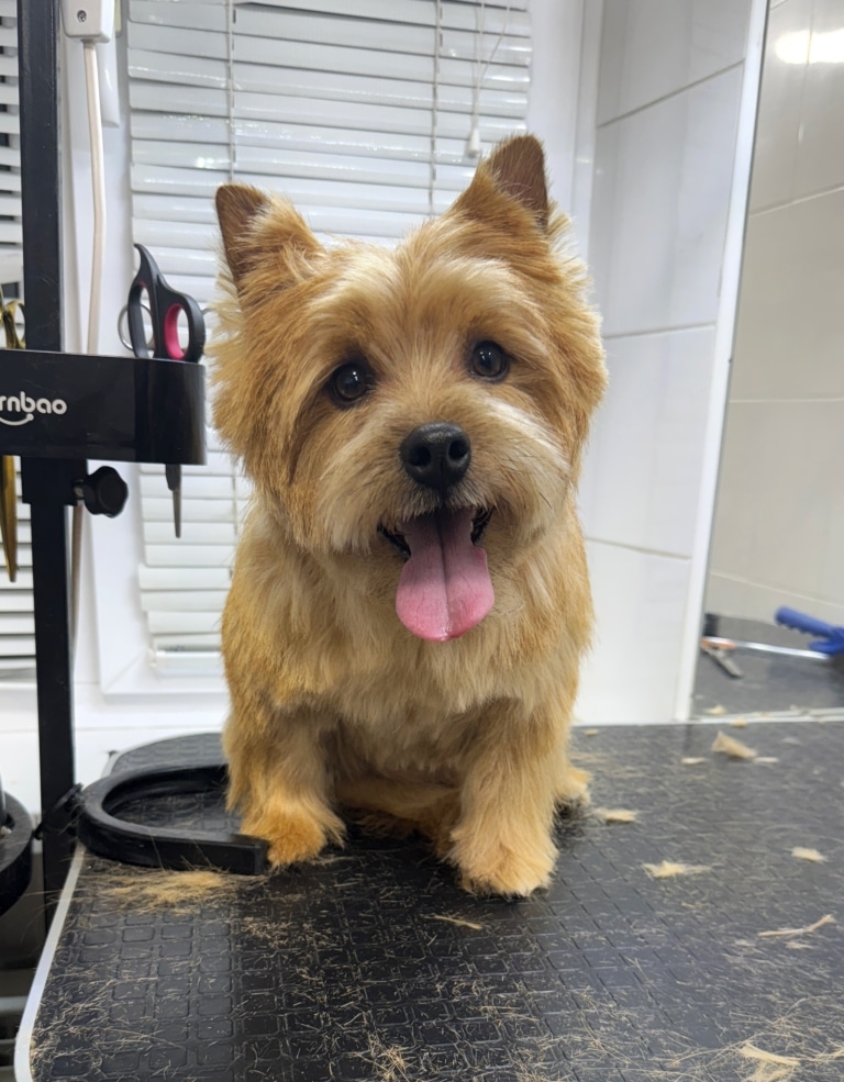 Після стрижки норвіч тер'єра на чорному столі залишились коричневі волосинки