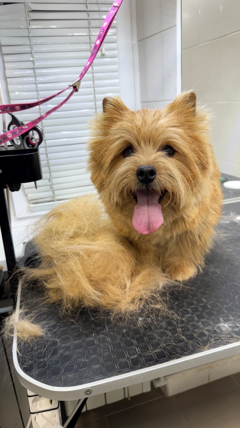 Під час тримінгу грумер назбирав цілу купу шерсті норвіч тер'єра