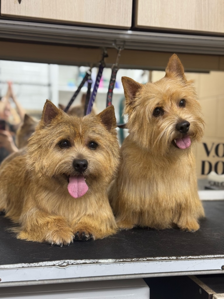 Два норвіч тер'єри з висолопленими язиками на чорному грумерському столі