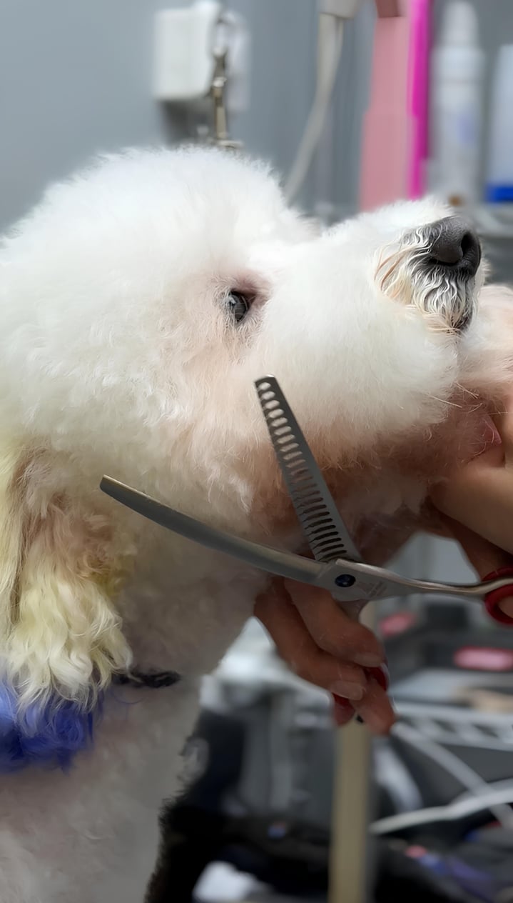 Шерсть на морді світлого мальтіпу стрижеться та шліфується спеціальними ножицями