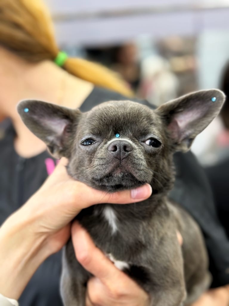 Сірий той-тер'єр з білою грудкою має на кінчиках вушок та між очима блакитні стрази