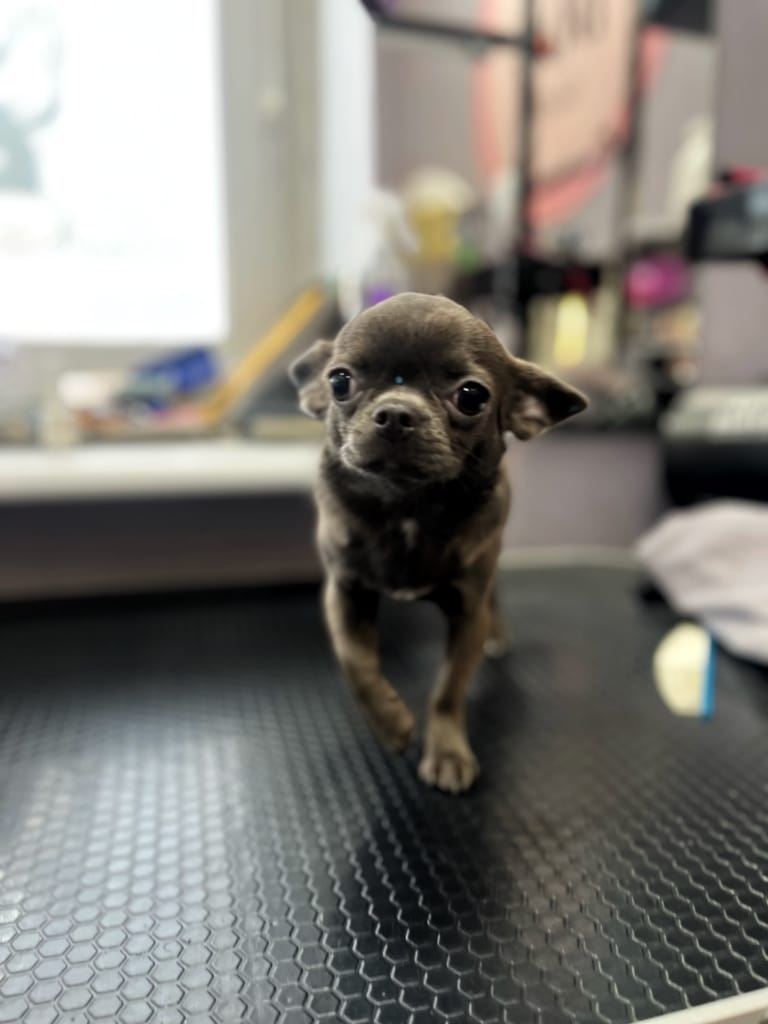 Сірий той-тер'єр крокує по блискучому чорному столі в грумерській