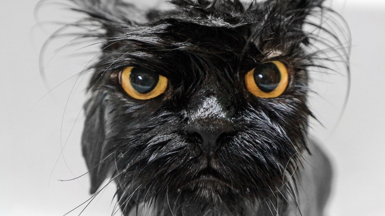 Шерсть чорного кота з жовтими очима мокра та блищить