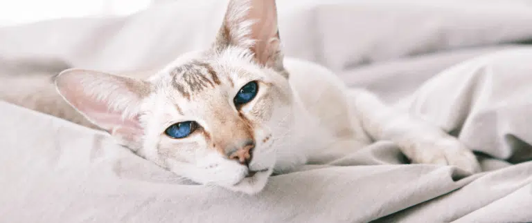 Орієнтал з блакитними очима лежить у сірій постелі на ліжку