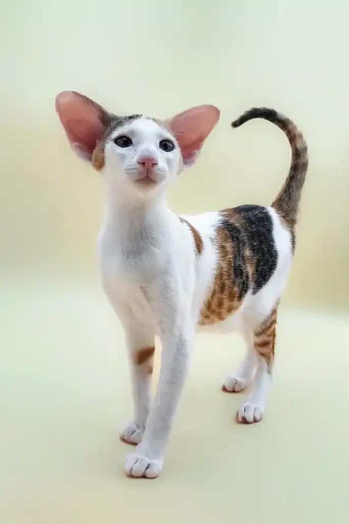 Кошеня орієнтала має руді та чорні смужки на спині, хвості та правій задній лапі