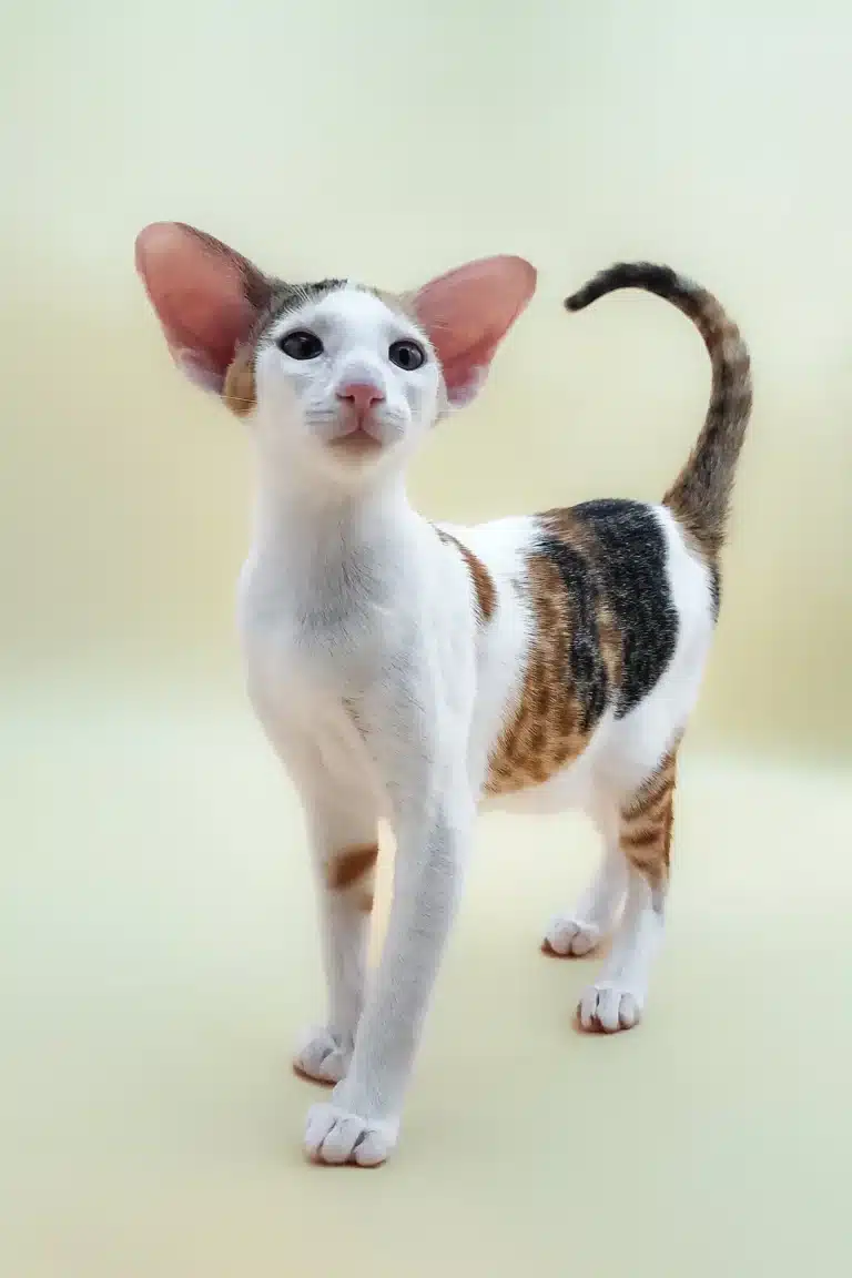 Кошеня орієнтала має руді та чорні смужки на спині, хвості та правій задній лапі