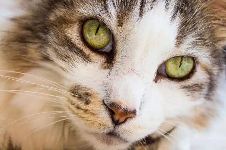 У кота з рудим носом зелені очі мають коричневі лінії по краю