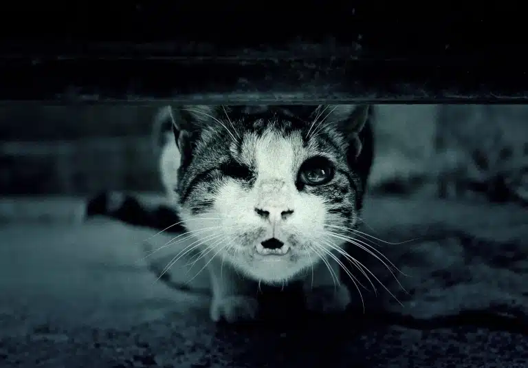 Чорно-біле зображення кота без ока, який виглядає з-під дошки