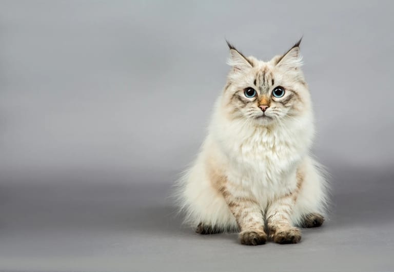 Передні лапи сибірської кішки витягнуті перед нею