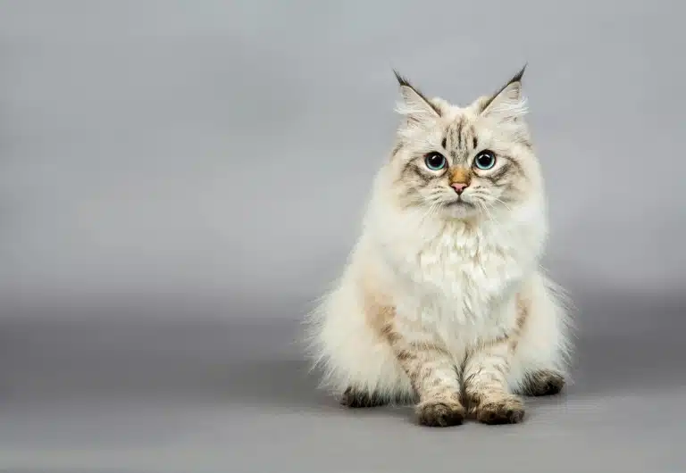 Передні лапи сибірської кішки витягнуті перед нею