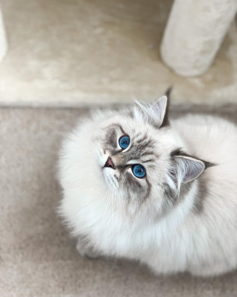 Сибірська кішка сидить на світлому килимі та дивиться вверх