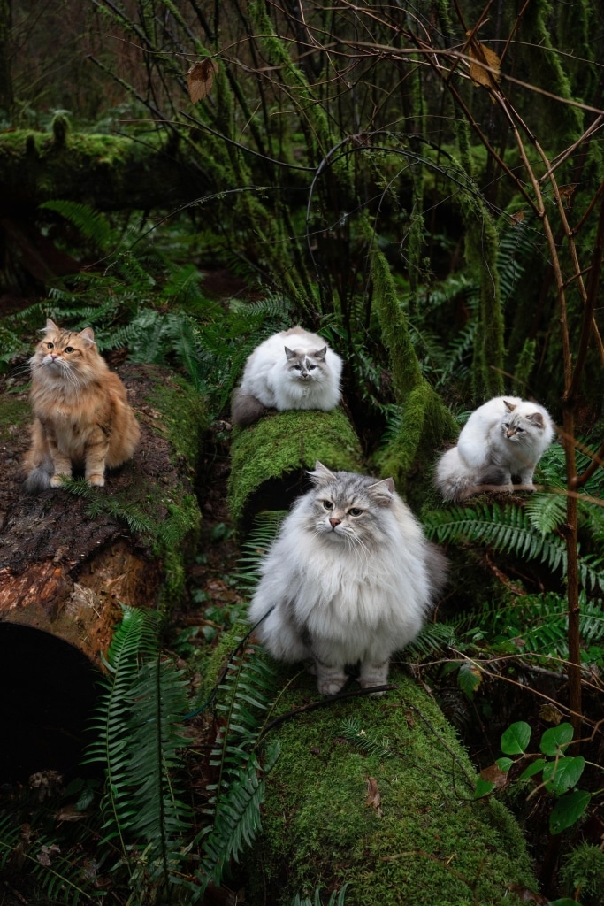 Рудий кіт сидить на стовбурі дерева, а три сірих коти сидять на вкритих мохом каміннях