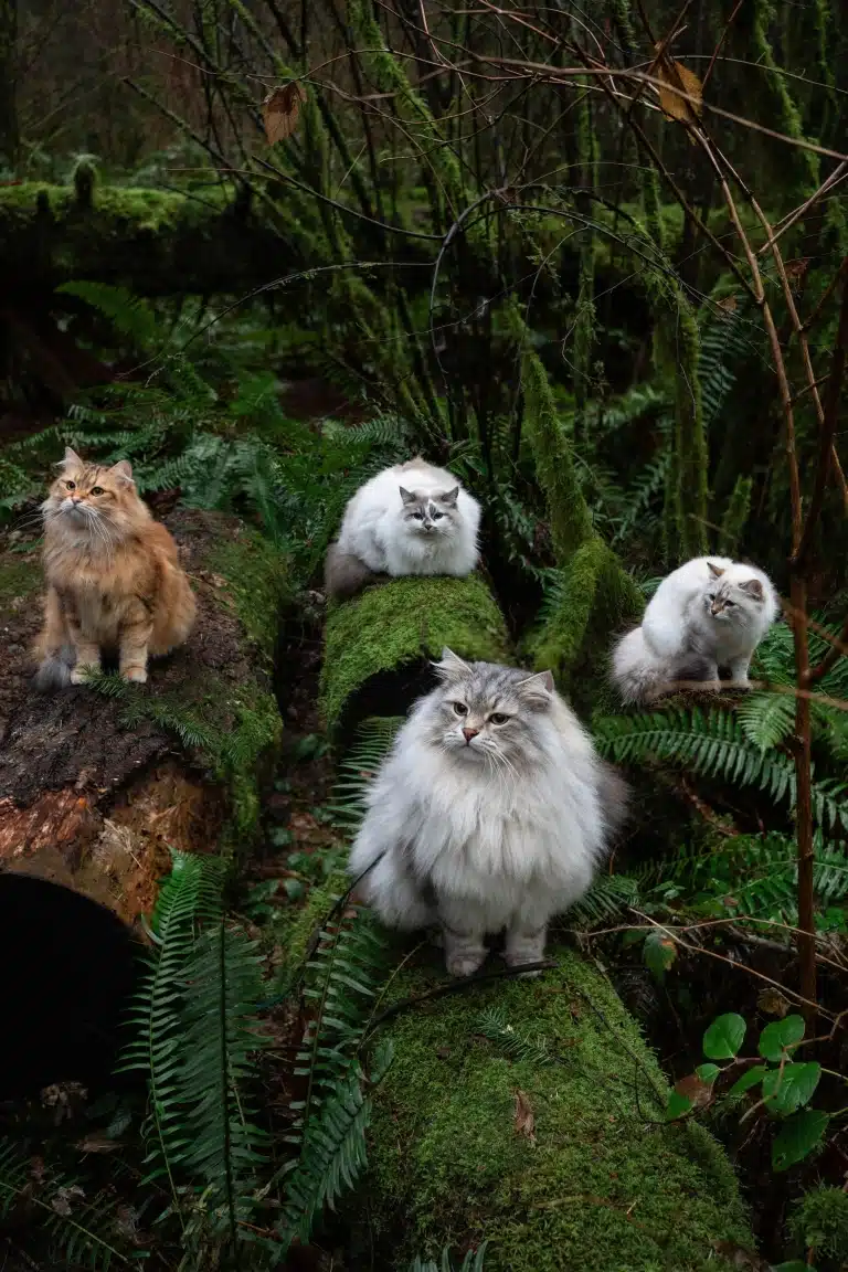 Рудий кіт сидить на стовбурі дерева, а три сірих коти сидять на вкритих мохом каміннях