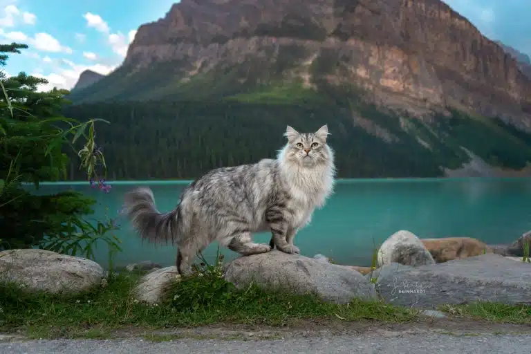 Великий біло-сірий кіт став на каміння поруч з бірюзовою водоймою
