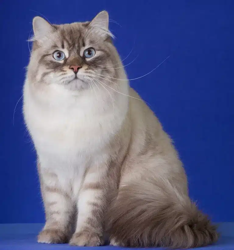 На темному синьому фоні сидить сибірська кішка зі світлими блакитними очима