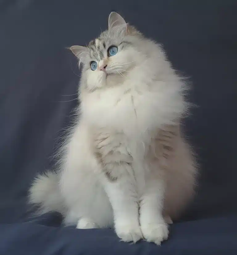 Сибірська кішка витягнула голову на пастельному синьому фоні