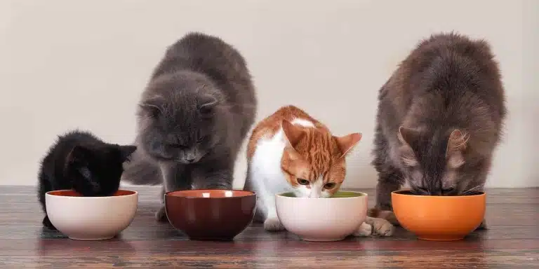 На підлозі в ряд стоять чотири миски, з яких їдять коти різного розміру та забарвлення