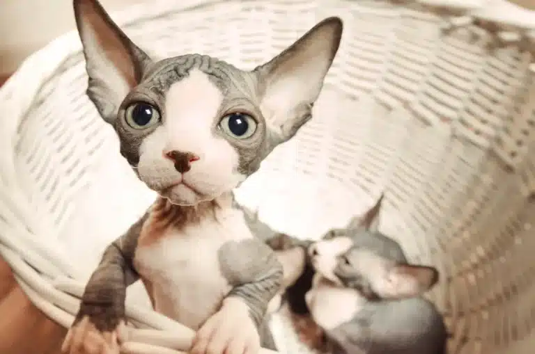 Майже лисі кошенята знаходяться у великому білому плетеному кошику