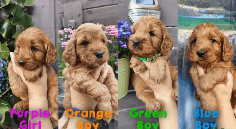 Колаж з фото чотирьох цуценят, яких власники асоціюють з різними кольорами