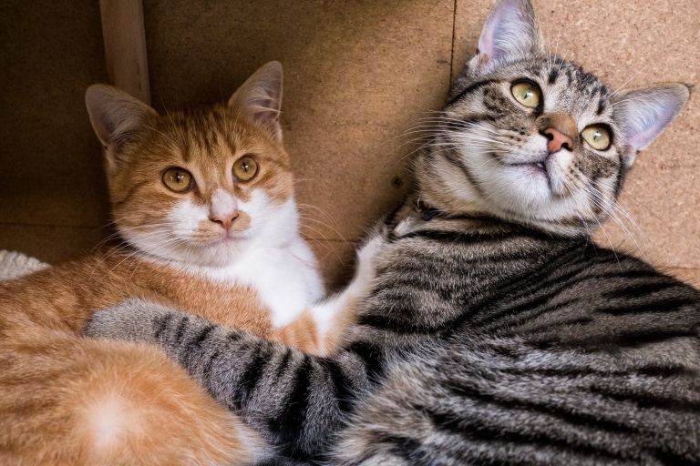 Двоє котів різного забарвлення обіймаються біля картонної стіни