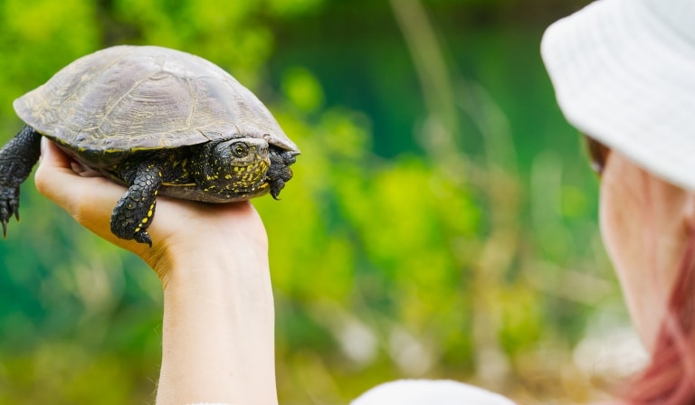 Черепаха з гострими кігтями лежить на долоні жінки у білому капелюсі