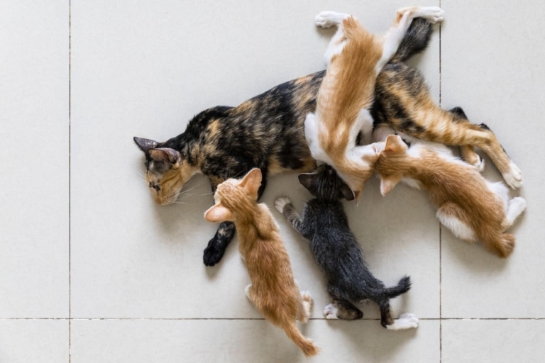 Кішка лежить на чистій плитці, а різноколірні кошенята повзають поруч