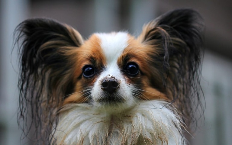 Папільйон має брудну та мокру шерсть на вухах та грудці