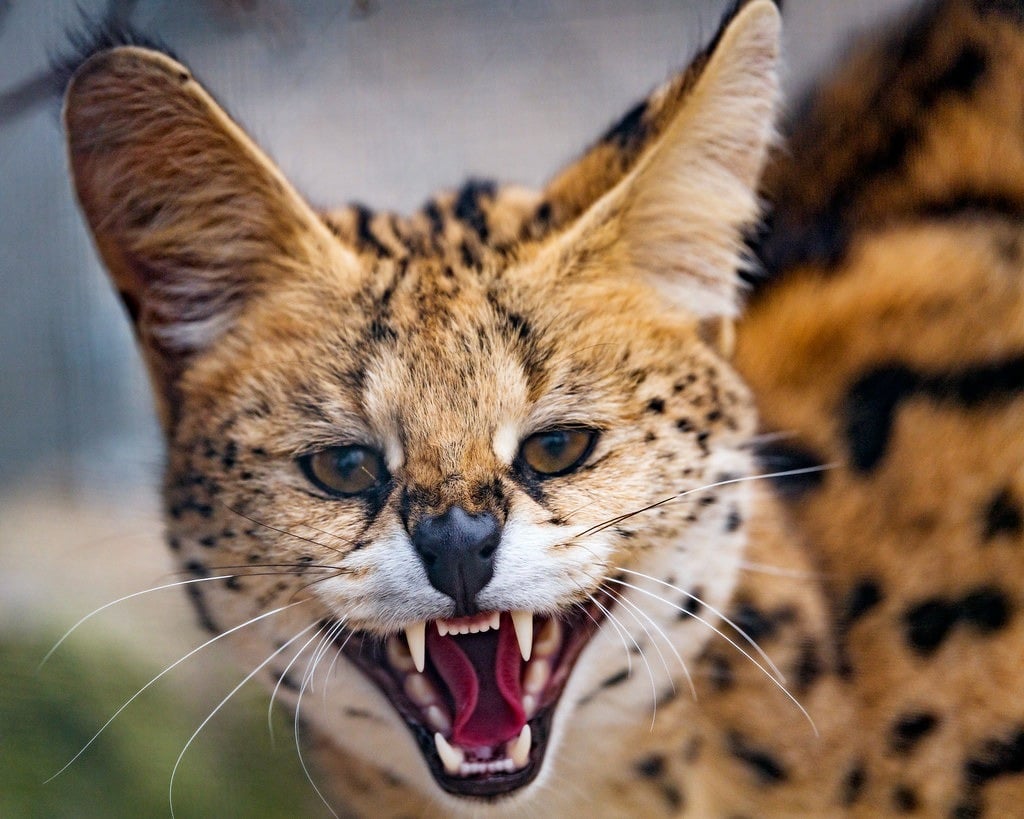 Meanest Cat Breeds: Top Fierce Felines You Should Know