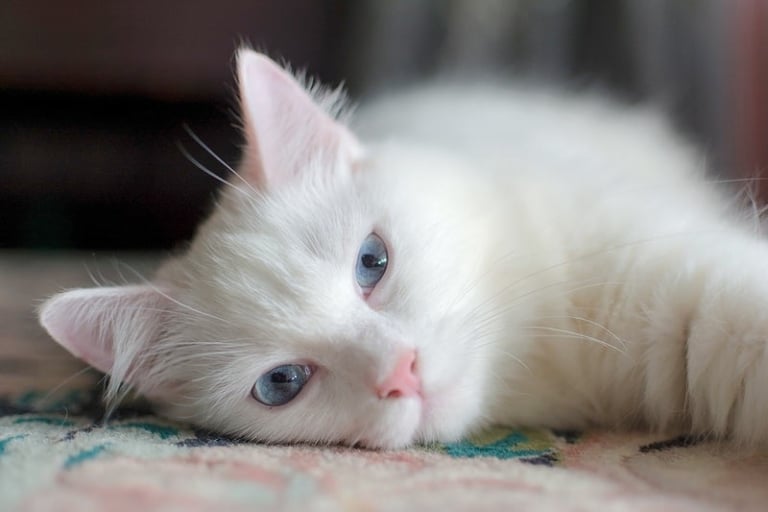 Білий кіт з блакитними очима лежить на килимку з кольоровим візерунком