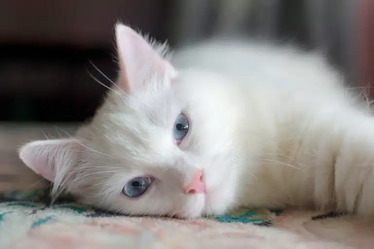Білий кіт з блакитними очима лежить на килимку з кольоровим візерунком