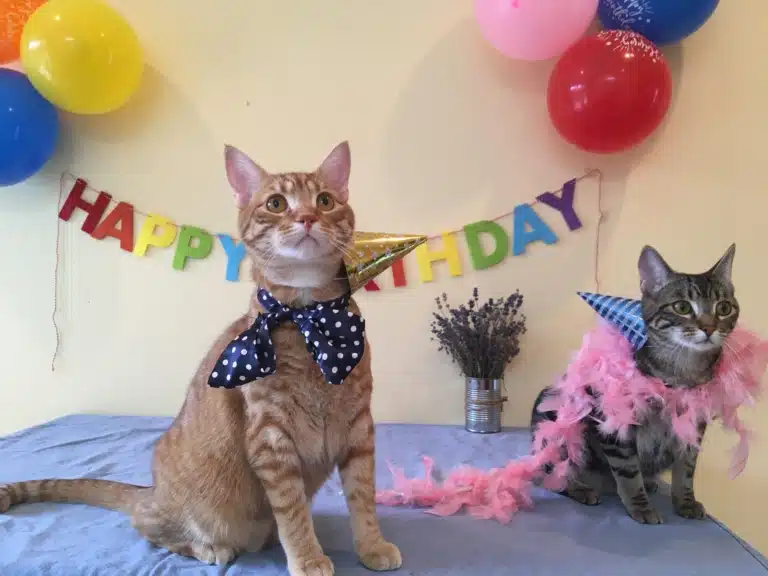 Коти в метеликах та боа готові святкувати день народження