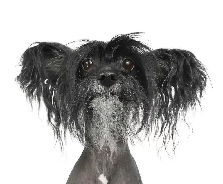 Чорно-біле фото собаки з голим тулубом та кучерявою шерстю на вухах