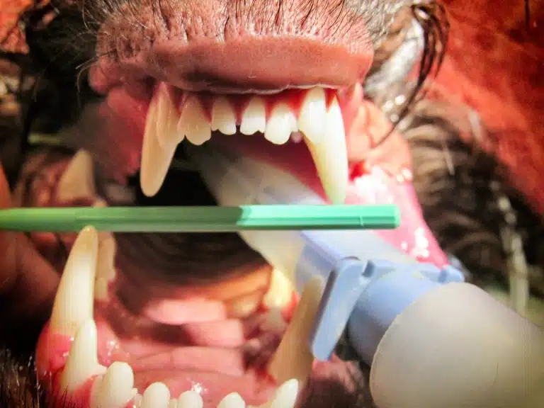 Результат ультразвукової чистки зубів собаки під седацією