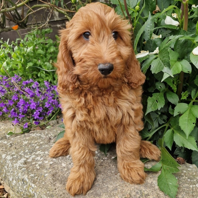 Кокапу з довгою мордою сидить на камінні біля фіолетових квітів