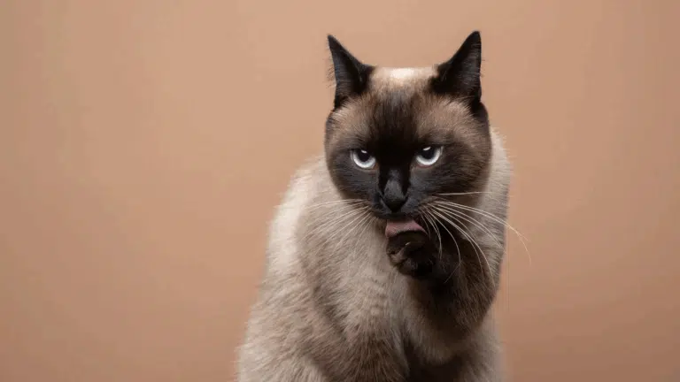 Сіамська кішка зосереджено вилизує передню лапу на рудому фоні