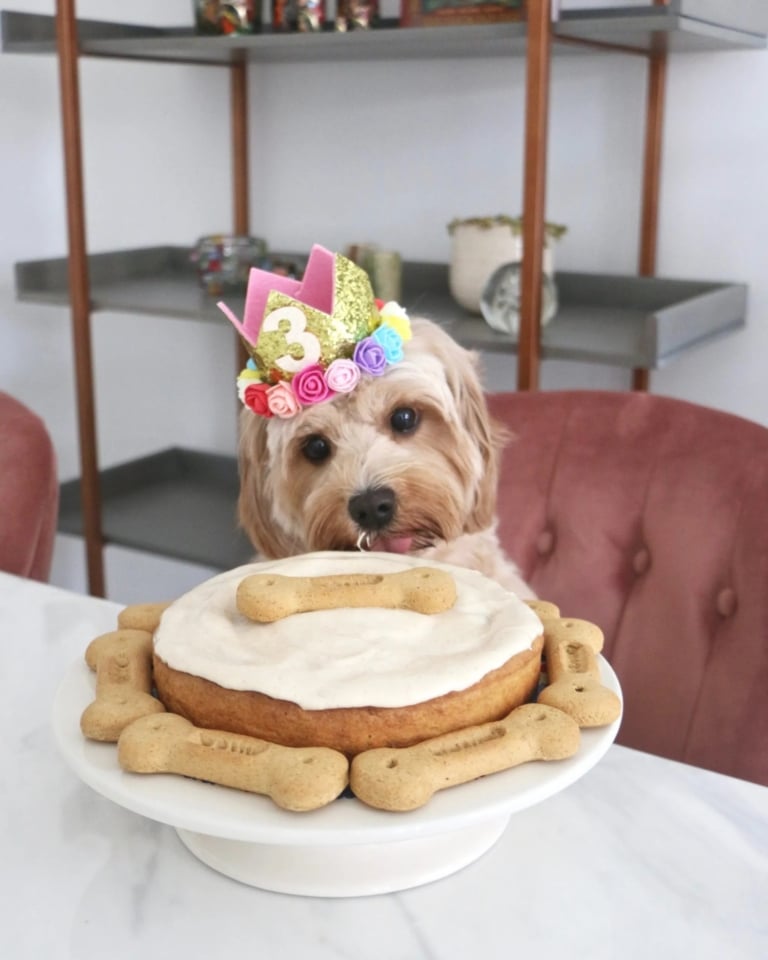 Мальтіпу вже почав злизувати білу глазур зі святкового торта, прикрашеного кісточками