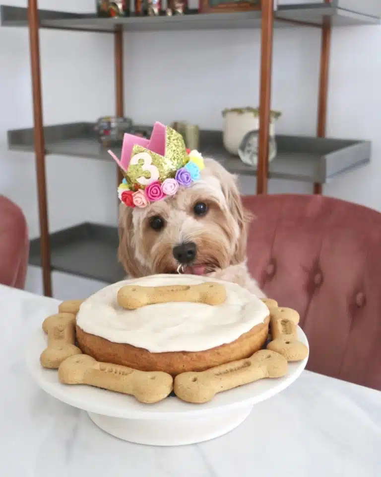 Мальтіпу вже почав злизувати білу глазур зі святкового торта, прикрашеного кісточками