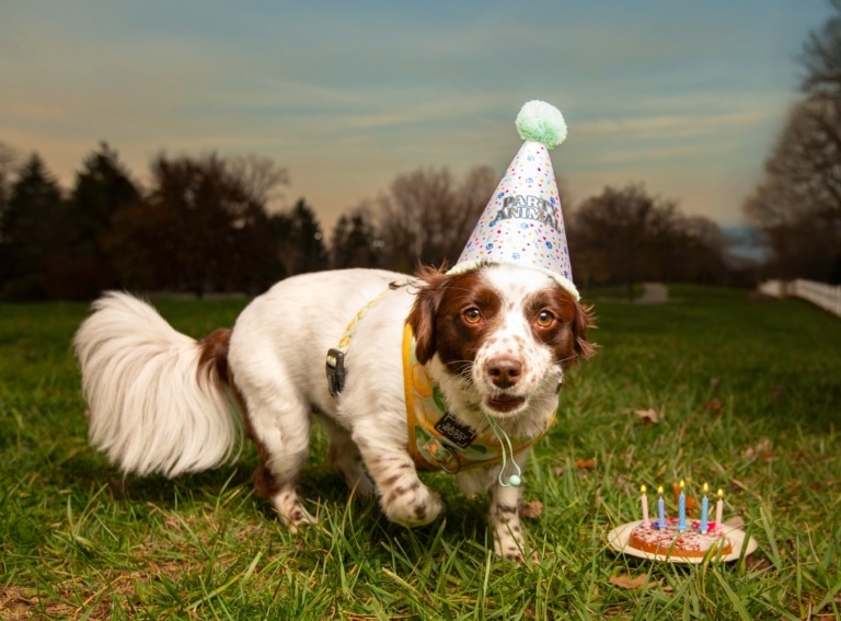 Коричнево-білий пес у святковому ковпаку має перед собою на траві торт зі свічками
