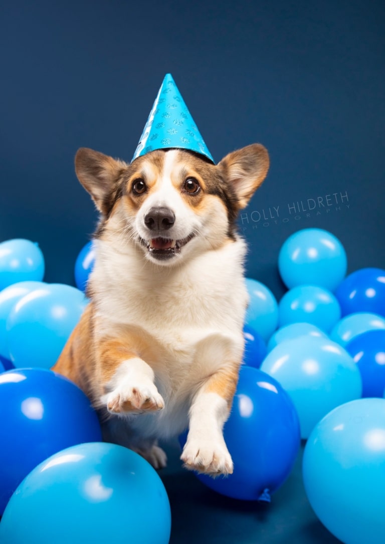 Коргі в блакитному ковпаку стрибає серед блакитних повітряних кульок