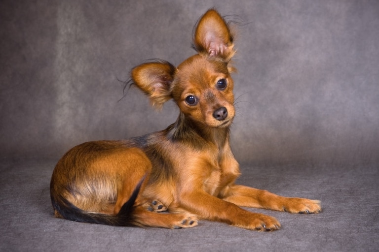 Рудий той-тер'єр має темну довгу шерсть по краях вушок