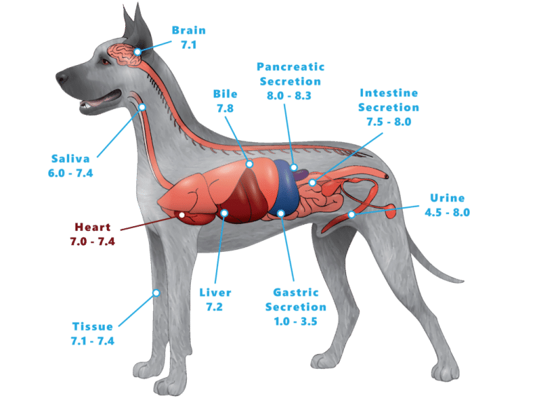 Зображення собаки з внутрішніми органами та позначками pH