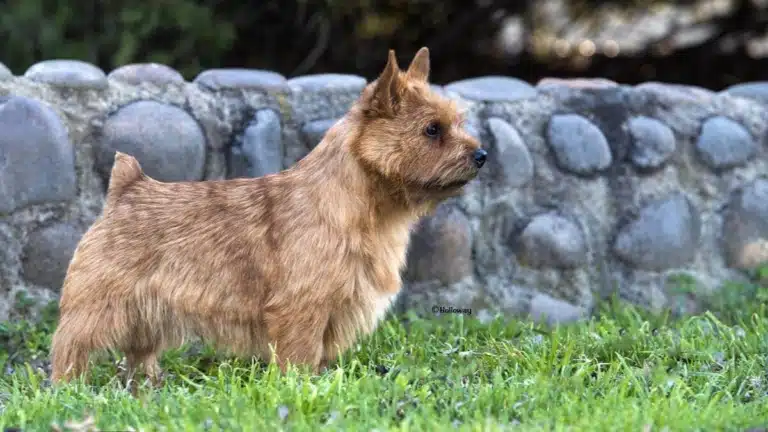 Норвіч тер'єр з малесеньким хвостиком стоїть біля кам'яної огорожі на траві
