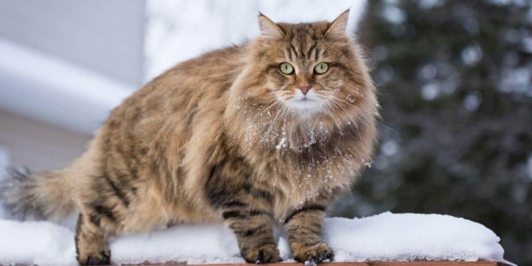 Грудка та хвіст сибірського кота в снігу