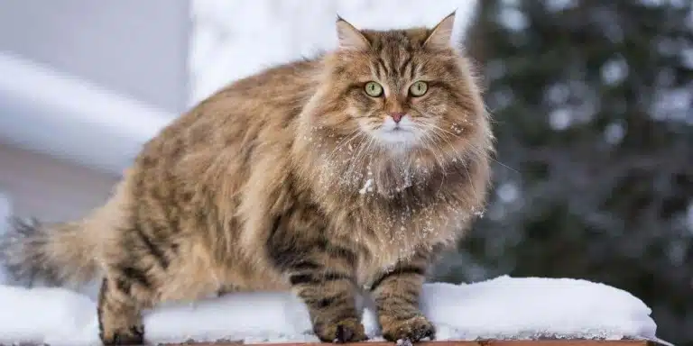 Грудка та хвіст сибірського кота в снігу