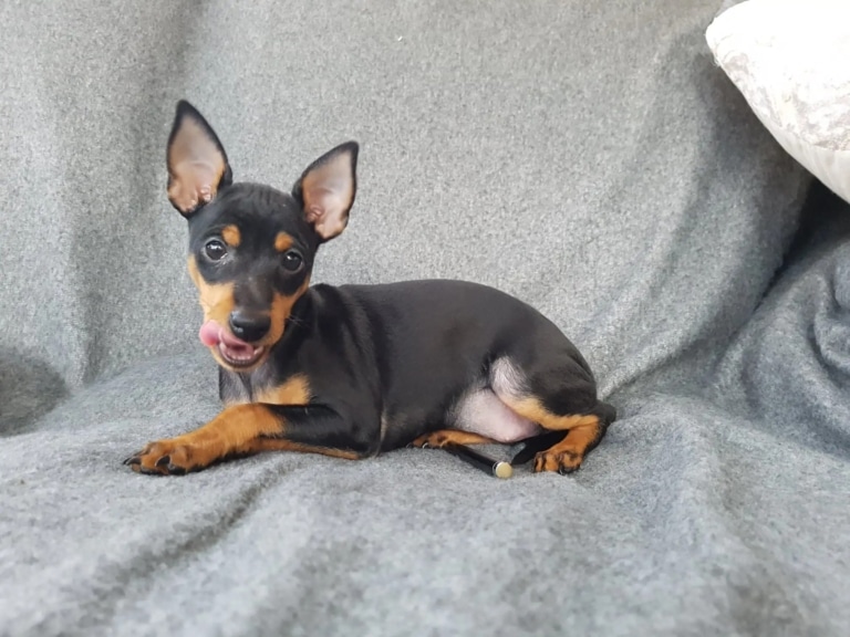 Маленький той-тер'єр лежить на дивані з сірим пледом