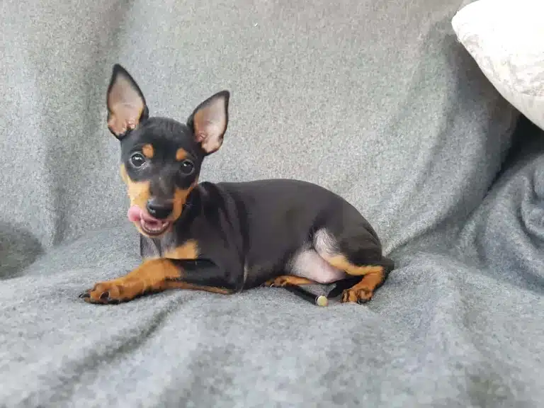 Маленький той-тер'єр лежить на дивані з сірим пледом