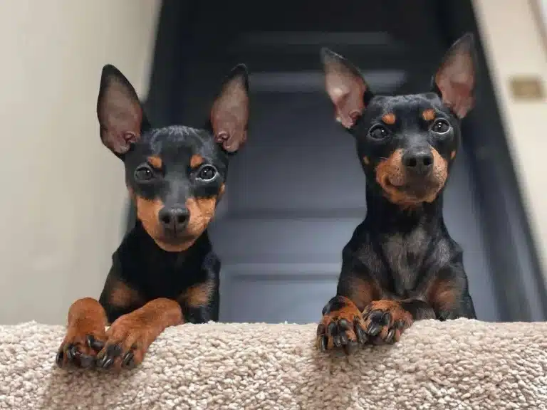 Два той-тер'єри поклали передні лапи з чорними кігтями на м'яку спинку дивана