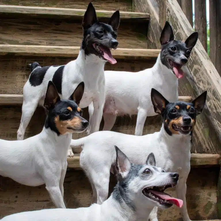 П'ять той-тер'єрів з білими тулубами стоять на дерев'яних сходах