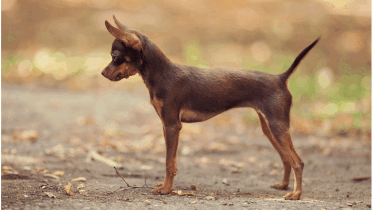 Коричневий той-тер'єр стоїть на сухій землі, поклавши лапу на суху гілочку